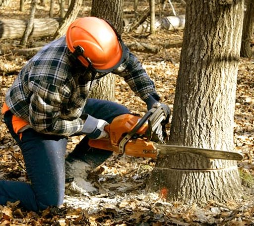 Tree Removal in Endeavor, PA